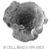 B cell binds viruses