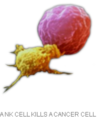 A NK cell kills a cancer cell