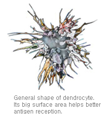 General shape of dendrocyte.Its big surface area helps better antigen reception.