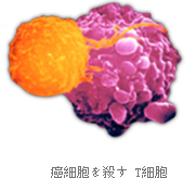 癌細胞を殺す T細胞 