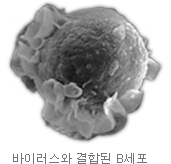 바이러스와 결합된 B세포